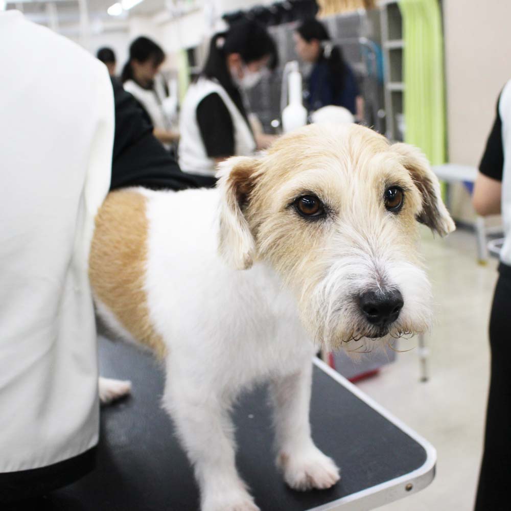 いつもかわいいお客様わんこ♪